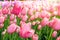 Tulips garden focus , soft blur of sun rise to colorful Tulips flowers field turn to soft pink color in spring Holland or Netherla