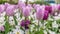 Tulips in the garden. Pink and purple tulips with little daisy in spring. Bellis perennis. Keukenhof gardens