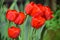 Tulips Garden Planting Many Colorful Background MotherÂ´s Day WomenÂ´s Day Stock Photo