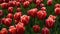 Tulips garden red close-up in the wind.