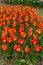 Tulips in the garden in spring. Orange-red tulips. Morges  Switzerland