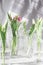 The tulips in glass containers on a white background are watered from above. tulip, water dripping from above