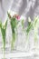 The tulips in glass containers on a white background are watered from above. tulip, water dripping from above