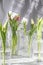 The tulips in glass containers on a white background are watered from above. tulip, water dripping from above