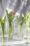 The tulips in glass containers on a white background are watered from above. tulip, water dripping from above