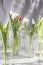 The tulips in glass containers on a white background are watered from above. tulip, water dripping from above