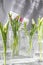 The tulips in glass containers on a white background are watered from above. tulip, water dripping from above