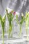 The tulips in glass containers on a white background are watered from above. tulip, water dripping from above