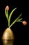 Tulips in gold colored vase on black background