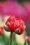 Tulips of a grade of `Rococo` a close up vertically on blurring a background