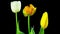 Tulips grow and bloom, time-lapse with alpha channel