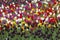 Tulips grow on a meadow background