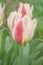 Tulips growing in the garden