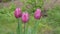 Tulips growing in a garden with green grass on the background.