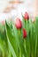 Tulips grown in a greenhouse, natural flowers, varietal plants