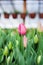 Tulips grown in a greenhouse, natural flowers, varietal plants