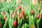 Tulips grown in a greenhouse, natural flowers, varietal plants