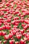 Tulips heads vertical pattern