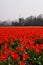 Tulips in Holland