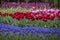 Tulips and hyacinths bloom