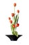 Tulips ikebana, japanese flower arrangement isolated on white