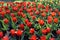 Tulips in the Keukenhof Park, Netherlands