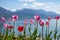 Tulips on Lake Como area