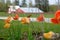 Tulips Liliaceae Lilieae Tulipa in Flower Garden with Farm in Background