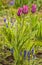 Tulips Lilyflowering `Burgundy ` and Muscari armeniacum in spring