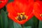 Tulips Macro Springtime Background
