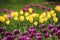 Tulips in many colors in sunlight