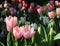 Tulips Of Many Colours In Spring