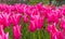 Tulips of the Mariette species.