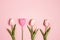 Tulips with menstrual cup as a flower on pink background.