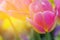 Tulips in morning sunlight, sweet soft blurry flower background