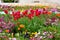 Tulips and other colorful flowers blooming in the Indian Char Bagh Garden in Hamilton Gardens