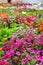 Tulips and other colorful flowers blooming in the Indian Char Bagh Garden in Hamilton Gardens