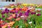 Tulips and other colorful flowers blooming in the Indian Char Bagh Garden in Hamilton Gardens