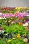 Tulips and other colorful flowers blooming in the Indian Char Bagh Garden in Hamilton Gardens