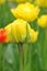 Tulips is a perennial, bulbous plant