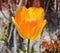 Tulips is a perennial, bulbous plant