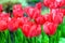 Tulips is a perennial, bulbous plant with showy flowers