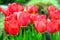 Tulips is a perennial, bulbous plant with showy flowers