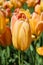 Tulips is a perennial, bulbous plant with showy flowers