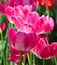 Tulips is a perennial, bulbous plant with showy flowers