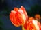 Tulips is a perennial, bulbous plant with showy flowers