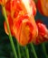 Tulips is a perennial, bulbous plant with showy flowers