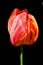 Tulips is a perennial, bulbous plant with showy flowers