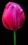 Tulips is a perennial, bulbous plant with showy flowers