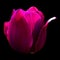 tulips is a perennial, bulbous plant with showy flowers
